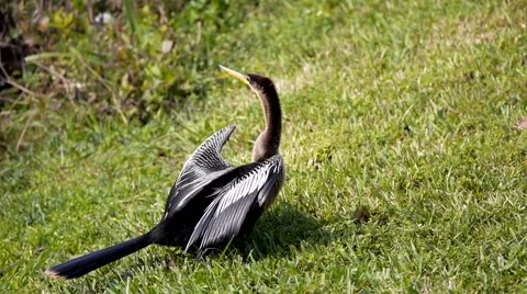Anhinga's Head, Neck Literally Snake Along Its Body 스톡 동영상 41494851