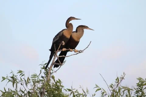 Anhingas on a perch Stock Photos
