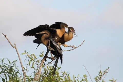 Anhingas on a perch Stock Photos