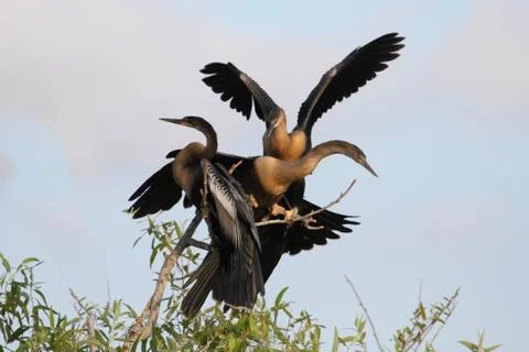 Anhingas on a perch Stock Photos