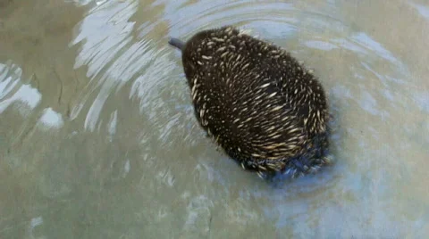 Ani Stock Footage 512141