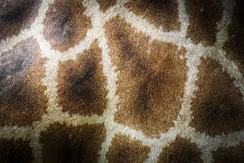Aniaml giraffe pattern skin Stock Photos