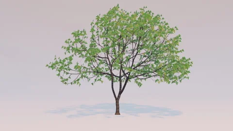 Aniamtion tree on white background Stock Footage 148618841