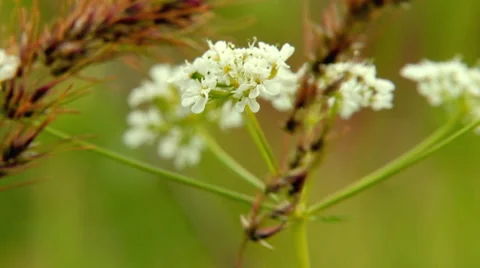 Anice Blooms 库存影片 1032480