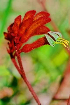 Anigozanthos Stock Photos