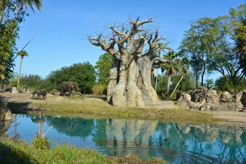 AniKingdom elephant Stockfoto's