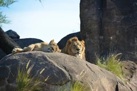 AniKingdom lion Stockfoto's