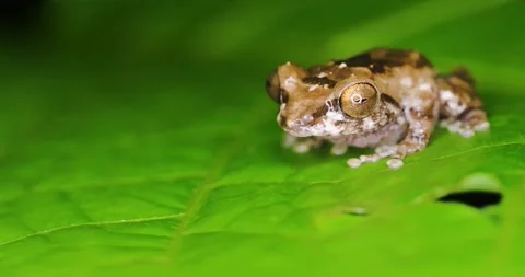 Anil's Bush Frog Stock Footage 336675955