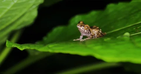 Anil's Bush Frog Stock Footage 336675958