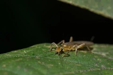 Animail Stock Photos