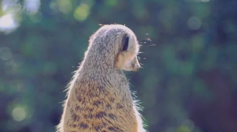 Animal 03 Stock Footage 668250