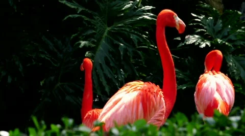 Animal 11 Stock Footage 668040