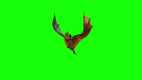 ANIMAL 4K, time 28.27. Bat flys looks around and attacks somebody Stock Footage 290234891