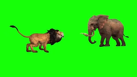 ANIMAL 4k time-30 sec. Battle between a Lion and a Elephant Stock Footage 290235198