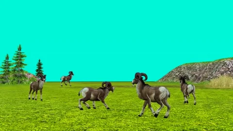 ANIMAL- 4K, time-58 secs. A herd of Rams are grazing in a field. Stock Footage 290771188