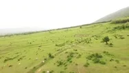 Animal Aerial Cow Grass Landscape Meadow Green Sunny Blue Mountain Scenic Stock Footage