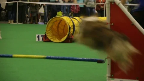 Animal agility, tiny pet running into tunnel at dog competition, training Video stock 83653354