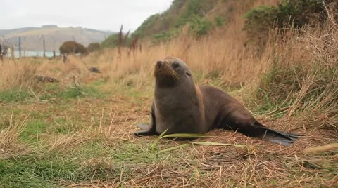Animal Attack | Seal Stock Footage 48623217