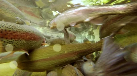 Animal background - fish industry - fishing - fresh fish Stock Footage