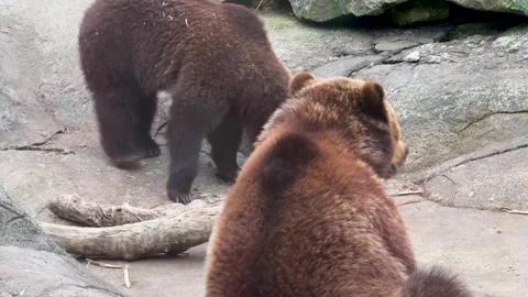 Animal Behavior: Brown Bear doing a wet dog shake while another one walks a.. Stock Footage 345586493