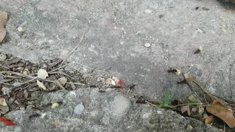 Animal behavior. Tropical work ants marching and carrying colored flowers Stock Footage 157292292