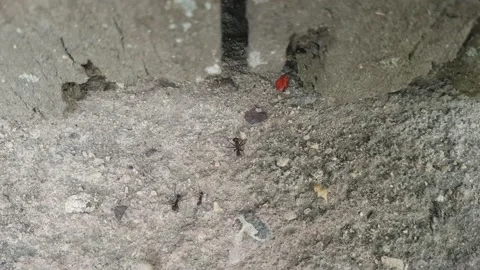 Animal behavior. Tropical work ants marching and carrying colored flowers Stock Footage 157292304