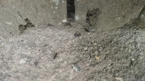 Animal behavior. Tropical work ants marching and carrying colored flowers Stock Footage 157292309