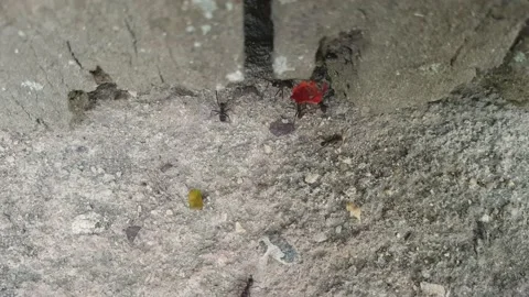 Animal behavior. Tropical work ants marching and carrying colored flowers Stock Footage 157292311