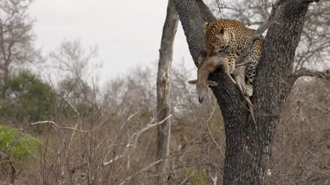 Animal behaviour: Leopard plucks fur from antelope carcass in tree Stock Footage 303945823