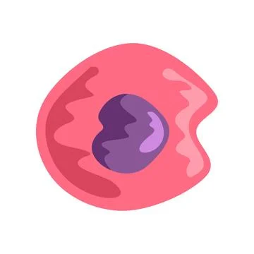 Animal biological cell structure with nucleus anatomy diagram Stock Illustration
