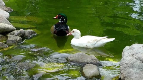 Animal Bird Duck Stock Footage