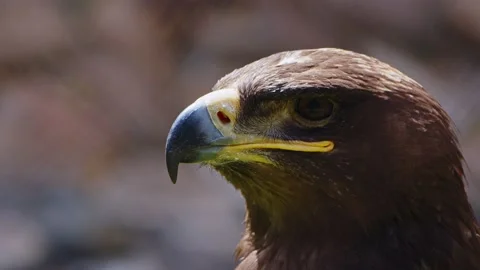 Animal Bird Eagle Close Up Stock Footage 179514883