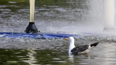 Animal bird Stock Footage 221570071