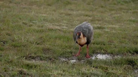 Animal bird on grass Buff-necked Ibis Stock Footage 247932513