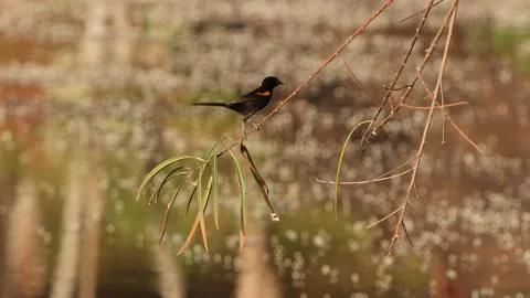 Animal Bird Variable Oriole Stock Footage 247930161