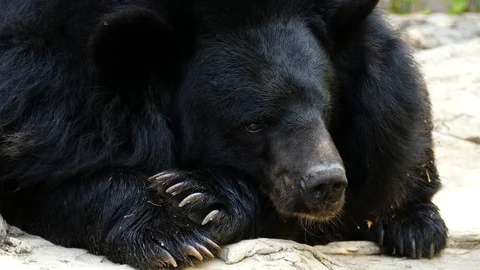 Animal Black Bear sleeping on the stone 스톡 동영상 89970697