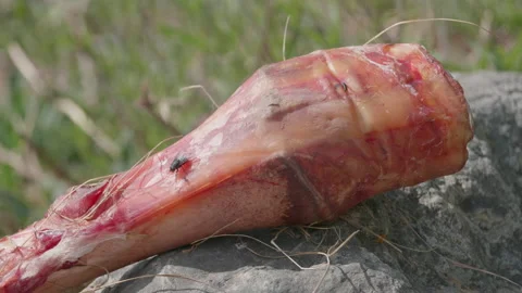 Animal bone and fly Stock Footage 167557639