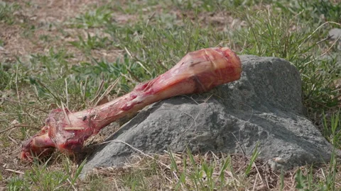 Animal bone on stone Stock Footage 167557103