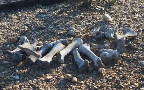 Animal bones in the desert Foto stock