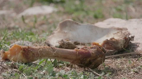 Animal bones Stock Footage 167557722