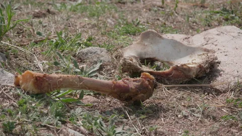 Animal bones Stock Footage 167557837