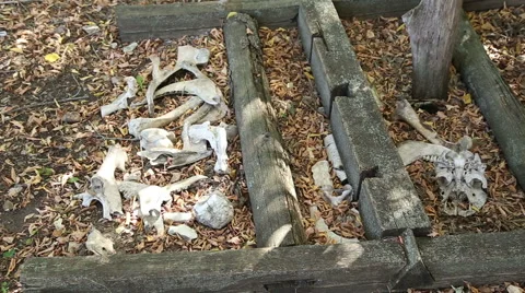 Animal bones lying on the ground Stock Footage 54687326