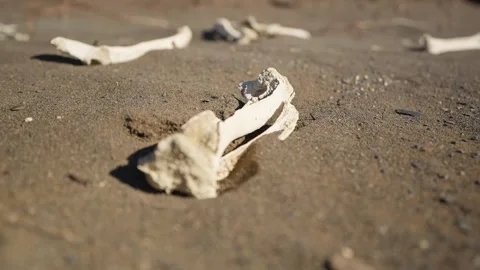 Animal bones scattered across arid Patagonian terrain in Santa Cruz, Argentina Stock Footage 337415532