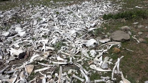 Animal bones scattered on meadow 動画素材 75425174