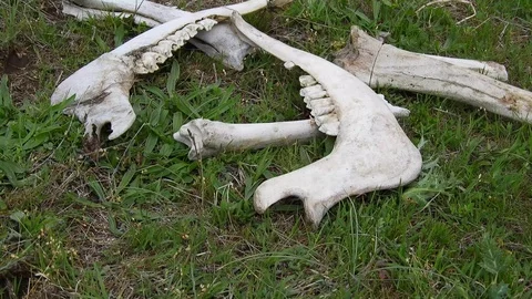 Animal bones, skeleton and bone fragments of a cow, 库存影片 130148974