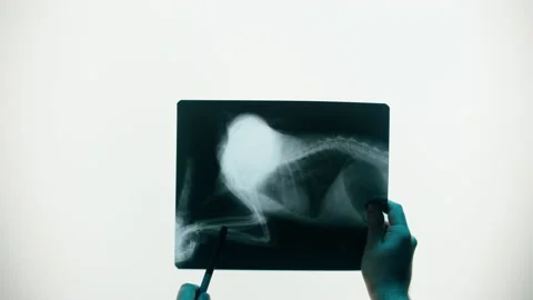 Animal bones x-ray close-up. Doctor veterinarian examining cat or dog skeleton Stock Footage 169194942