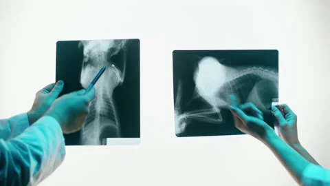 Animal bones x-ray close-up. Doctor veterinarian examining cat or dog skeleton Stock Footage 169196798