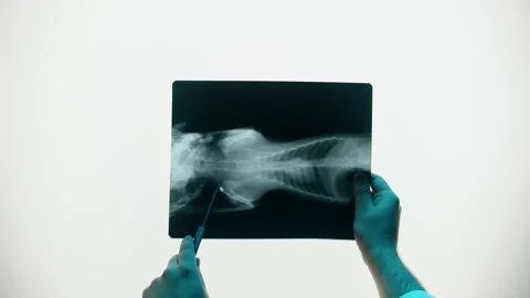 Animal bones x-ray close-up. Doctor veterinarian examining cat or dog skeleton Stock Footage 170941297