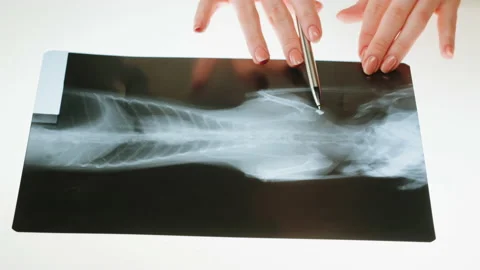 Animal bones x-ray close-up. Doctor veterinarian examining cat or dog skeleton Stock Footage 185675340