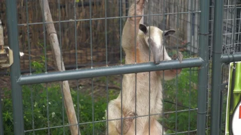 An animal in a cage Stock Footage 155398264
